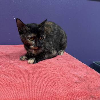 Domestic Short Hair Cats Available for Adoption in Englewood, Florida - Yori | PetCurious