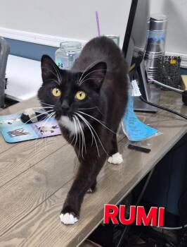 Rumi -  Domestic Short Hair Cat for Adoption in Rome, Georgia - Rumi | PetCurious