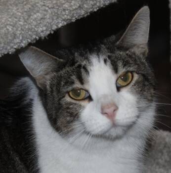 Rescue Domestic Short Hair Cats for Adoption in Huron, South Dakota - Mimi | PetCurious