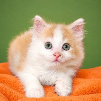 Marcellus -  Domestic Long Hair and Domestic Short Hair Cat for Adoption in Binghamton, New York - Marcellus | PetCurious