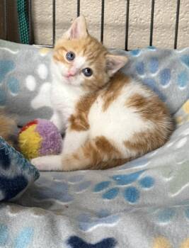 Rescue Domestic Medium Hair Cats for Adoption in Lebanon, Kentucky - Nacho | PetCurious