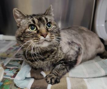 Rescue Domestic Medium Hair Cats for Adoption in Fruit Heights, Utah - Big Bertha | PetCurious