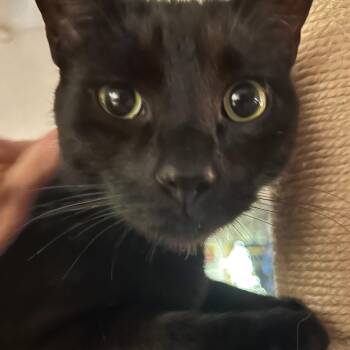 ZHIMM -  Bombay Cat for Adoption - ZHIMM | PetCurious