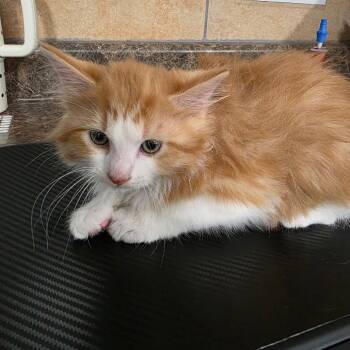 Domestic Long Hair Cats Available for Adoption in Eureka Springs, Arkansas - Marowak | PetCurious