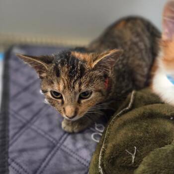 Oaks -  Domestic Short Hair Cat for Adoption in Lexington, Kentucky - Oaks | PetCurious