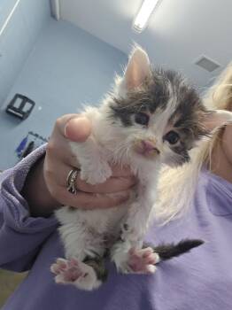 Saltasaurus -  Domestic Medium Hair Cat Available for Adoption in Evansville, Indiana - Saltasaurus | PetCurious