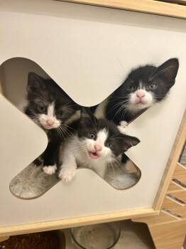 Chive -  Domestic Short Hair Cat for Adoption - Chive | PetCurious