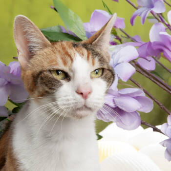 Rescue Domestic Short Hair Cats for Adoption in Durango, Colorado - Lahaina | PetCurious