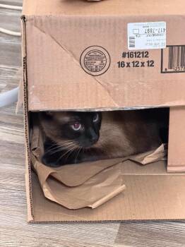 Winston -  Siamese Cat for Adoption in Orlando, Florida - Winston | PetCurious