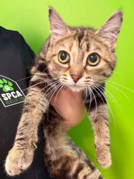 Josie -  Domestic Short Hair Cat for Adoption in Delson, Quebec - Josie | PetCurious