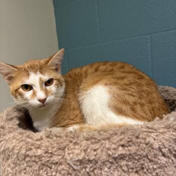 Roo -  Domestic Short Hair Cat for Adoption in Kansas City, Missouri - Roo | PetCurious