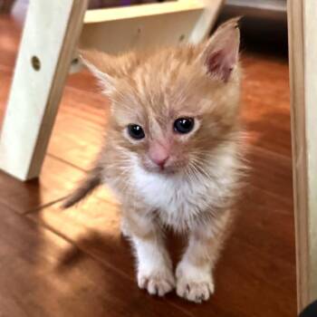 Domestic Short Hair Cats Available for Adoption in Austin, Texas - Wittle 7 | PetCurious