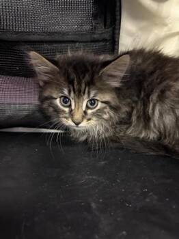 Domestic Long Hair Cats Available for Adoption in El Paso, Texas - 60947822 | PetCurious