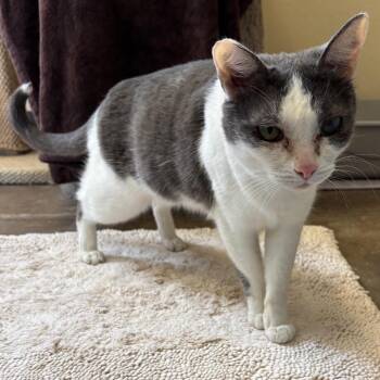 Domestic Short Hair Cats Available for Adoption in Flagstaff, Arizona - Stuart | PetCurious