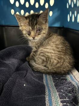 *MOOSE -  Domestic Short Hair Cat for Adoption in Woodland, California - *MOOSE | PetCurious