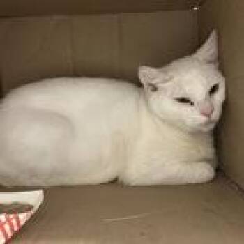 Baloo -  Domestic Short Hair Cat for Adoption in Hilliard, Ohio - Baloo | PetCurious