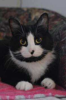 Domestic Short Hair Cats Available for Adoption in Montreal, Quebec - Hina | PetCurious
