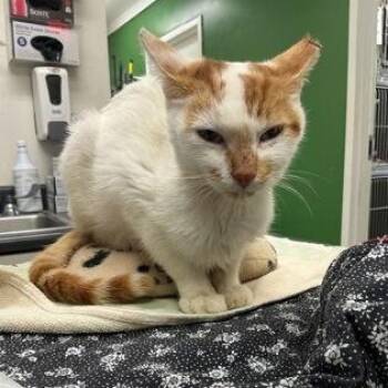 Curly Fry -  Domestic Short Hair Cat for Adoption in Athens, Georgia - Curly Fry | PetCurious
