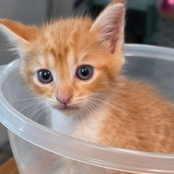 Apollo -  Domestic Short Hair Cat for Adoption in NEW PT RICHEY, Florida - Apollo | PetCurious
