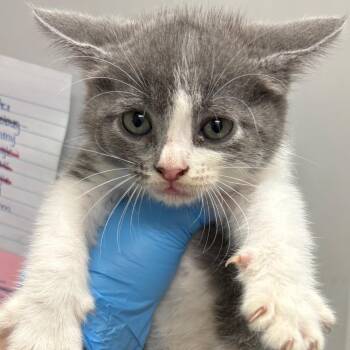 Mozzarella Stick -  Domestic Short Hair Cat for Adoption in Columbiana, Alabama - Mozzarella Stick | PetCurious
