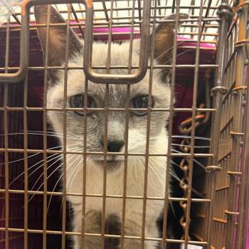 Abby Wabby -  Domestic Short Hair Cat for Adoption in Philadelphia, Pennsylvania - Abby Wabby | PetCurious