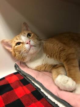 Damario/Gil (Oscar Banks) -  Domestic Short Hair Cat for Adoption in Johnson City, Tennessee - Damario/Gil (Oscar Banks) | PetCurious