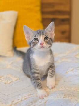 Domestic Short Hair Cats Available for Adoption in Harrison Township, New Jersey - Jedidah | PetCurious
