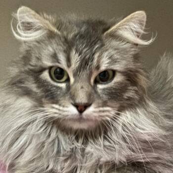 Domestic Medium Hair Cats Available for Adoption - Dustbunny | PetCurious