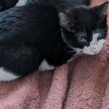 Rescue Domestic Short Hair Cats for Adoption in Evanston, Illinois - Reef | PetCurious