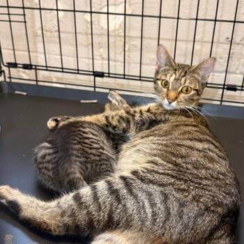 Chips Ahoy -  Domestic Short Hair Cat for Adoption in Parkersburg, West Virginia - Chips Ahoy | PetCurious