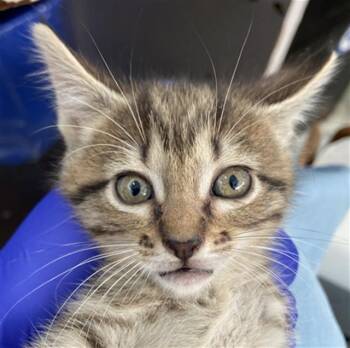 MUFFIN -  Domestic Short Hair Cat for Adoption in Dallas, Texas - MUFFIN | PetCurious