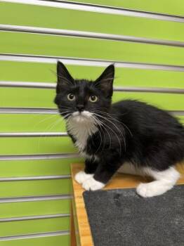 WENDY -  Domestic Long Hair Cat for Adoption in St. Peters, Missouri - WENDY | PetCurious
