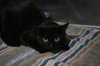 Domestic Short Hair Cats Available for Adoption in Brunswick, Georgia - Betty | PetCurious