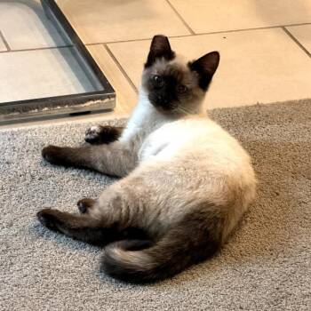 Siamese Cats Available for Adoption in Kanab, Utah - Hersheys | PetCurious
