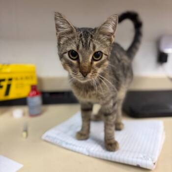 Louise -  Domestic Short Hair Cat for Adoption in Ardmore, Oklahoma - Louise | PetCurious