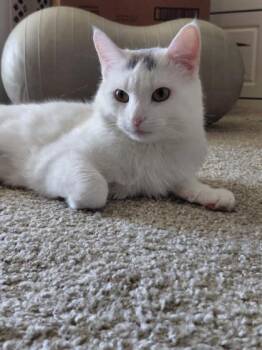 Domestic Medium Hair and Domestic Short Hair Cats Available for Adoption - Lil` Meeko | PetCurious