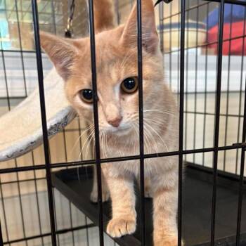 Wren -  Domestic Short Hair Cat for Adoption in Huntington, West Virginia - Wren | PetCurious