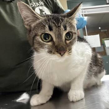 Aries -  Domestic Short Hair Cat for Adoption in Troutdale, Oregon - Aries | PetCurious