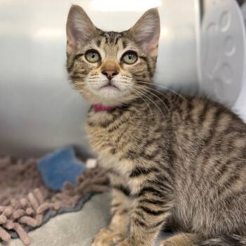 Sweeper -  Domestic Short Hair Cat for Adoption in Marshall, Virginia - Sweeper | PetCurious
