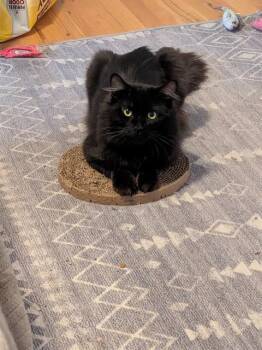 WINSTON -  Domestic Medium Hair Cat for Adoption in Aurora, Colorado - WINSTON | PetCurious