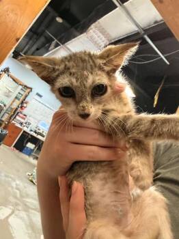KATIE -  Domestic Short Hair Cat for Adoption in Fort Walton Beach, Florida - KATIE | PetCurious