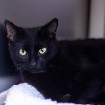Domestic Short Hair Cats Available for Adoption in Wilmington, Delaware - Cuervo | PetCurious