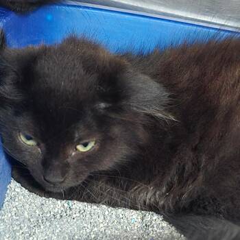 Dogway -  Domestic Long Hair Cat for Adoption in Fairmont, West Virginia - Dogway | PetCurious