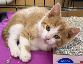 Mack -  Domestic Short Hair Cat Available for Adoption in Westfield, New Jersey - Mack | PetCurious