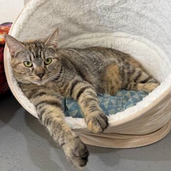 Lana -  Domestic Short Hair Cat for Adoption in Latrobe, Pennsylvania - Lana | PetCurious