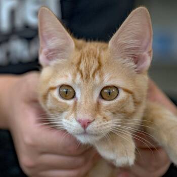 Prawn -  Domestic Short Hair Cat for Adoption in Chapel Hill, North Carolina - Prawn | PetCurious