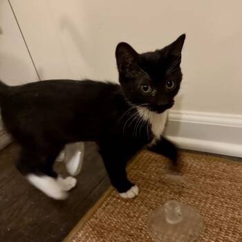 Domestic Short Hair Cats Available for Adoption - Gobo | PetCurious