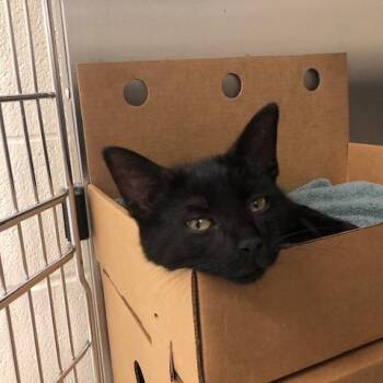 Edward -  Domestic Short Hair Cat Available for Adoption - Edward | PetCurious