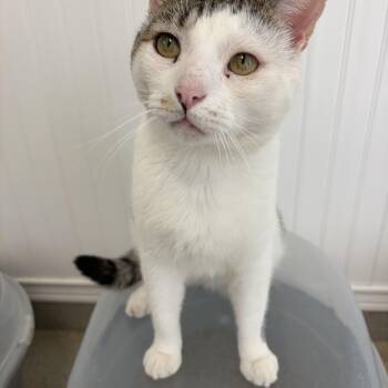 Manny -  Domestic Short Hair Cat for Adoption in Westbrook, Connecticut - Manny | PetCurious