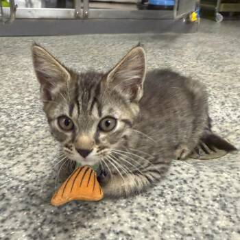 S&S: Stuart -  Domestic Short Hair Cat for Adoption in Falls Church, Virginia - S&S: Stuart | PetCurious